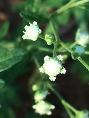 Parthenium hysterophorus