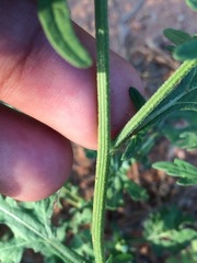 Parthenium hysterophorus