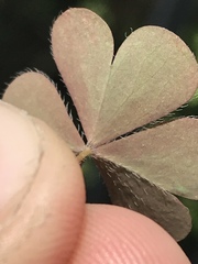 Oxalis corniculata