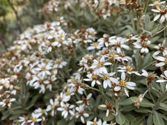 Olearia moschata