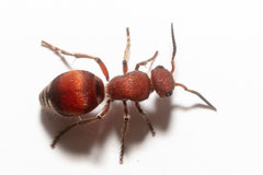 Pseudomethoca sanbornii