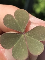 Oxalis corniculata