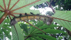 Automeris postalbida