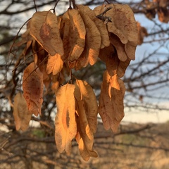 Terminalia prunioides image