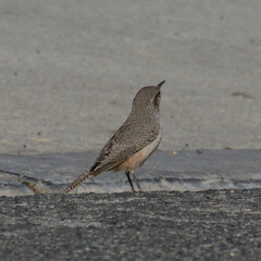 Salpinctes obsoletus