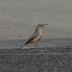 Salpinctes obsoletus