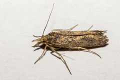 Orocrambus corruptus