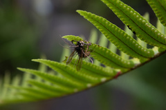 Ophiocordyceps humbertii