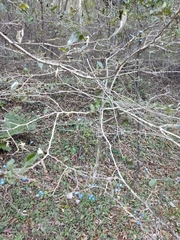 Symplocos sawafutagi