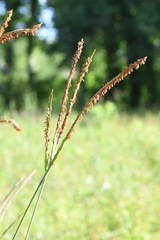 Tripsacum dactyloides