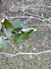 Symplocos sawafutagi