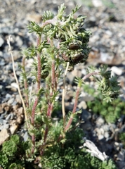 Artemisia woodii
