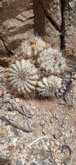 Copiapoa grandiflora