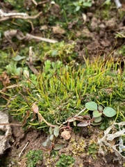 Phaeoceros carolinianus