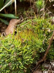 Phaeoceros carolinianus