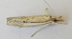 Fissicrambus quadrinotellus