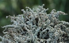 Cladonia scabriuscula