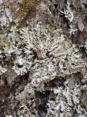 Hypogymnia bitteri