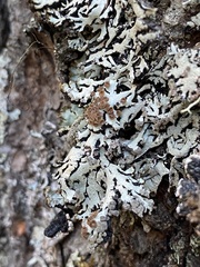 Hypogymnia bitteri