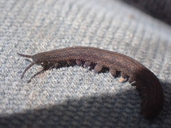 Ooperipatellus