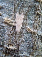 Endophthora omogramma