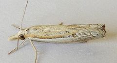 Fissicrambus quadrinotellus