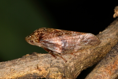 Cephisus siccifolius
