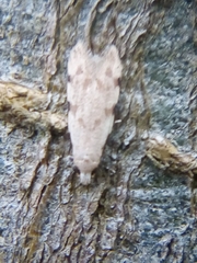 Endophthora omogramma