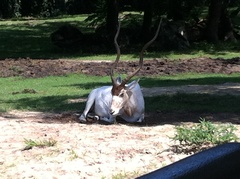 Addax nasomaculatus