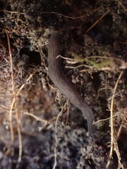 Ooperipatellus