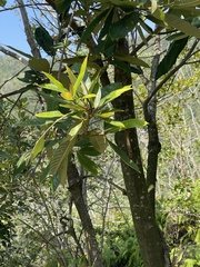 Castanopsis fissa