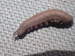 Ooperipatellus