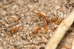 Pheidole rugosula
