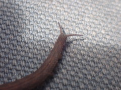 Ooperipatellus
