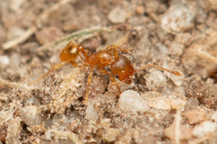 Pheidole rugosula