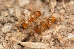 Pheidole rugosula