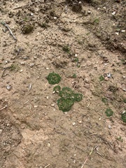 Phaeoceros carolinianus