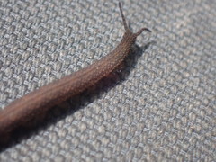 Ooperipatellus
