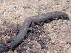 Ooperipatellus