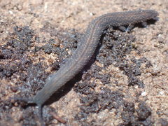 Ooperipatellus