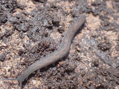Ooperipatellus