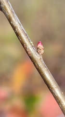 Andricus deciduatus