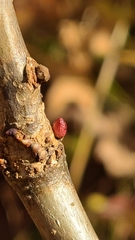 Andricus deciduatus