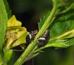 Bathyllus albicinctus