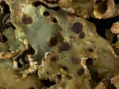 Tremella cetrariicola