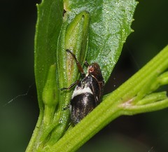 Bathyllus albicinctus