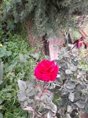 Rosa