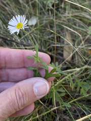 Erigeron neomexicanus