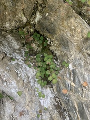 Adiantum capillus-junonis