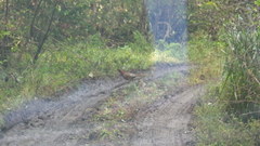 Syrmaticus soemmerringii